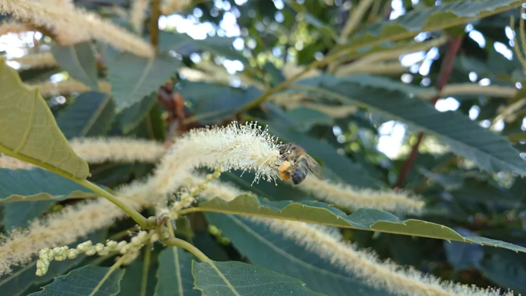 Una abeja con polen en la flor de castaño