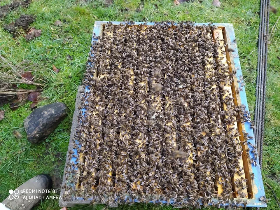 Una colmena llena de abejas