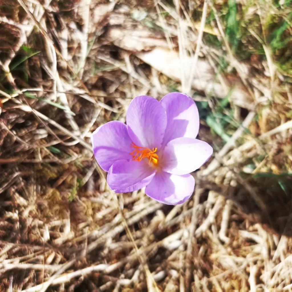 flor bonita