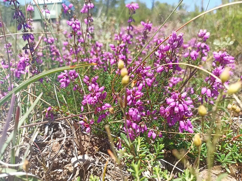 flores bonitas
