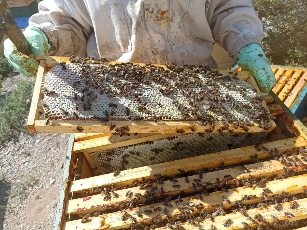 Un panal lleno de la miel